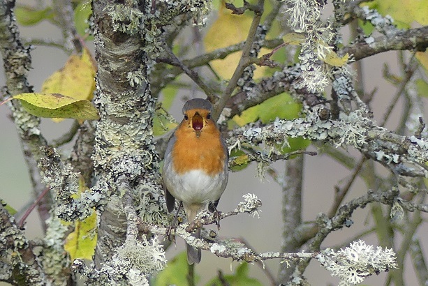 Sortie découverte des chants d'oiseaux